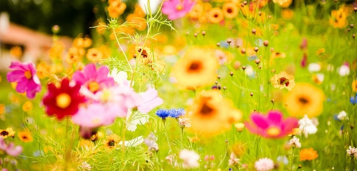 primavera